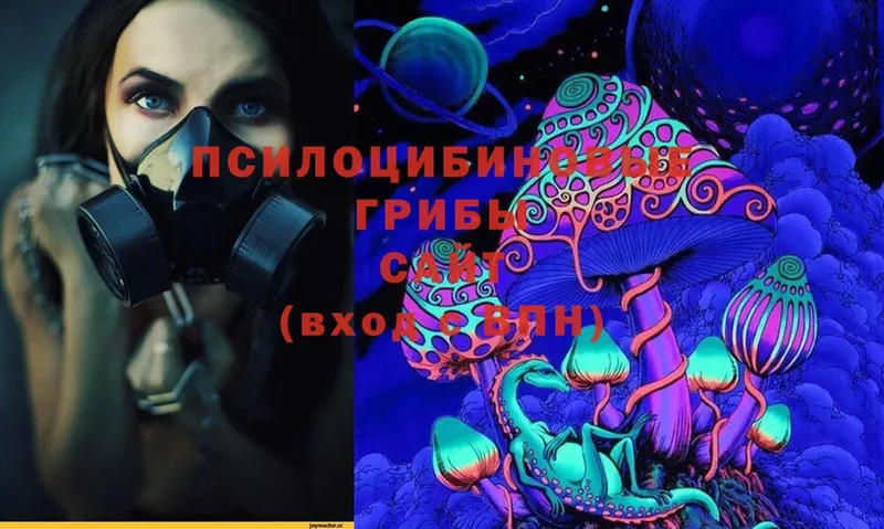 купить   Карабулак  дарк нет какой сайт  Галлюциногенные грибы Psilocybine cubensis 